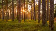 Zawiadomienie o inwentaryzacji lasów