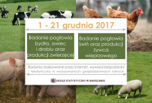 Badania pogłowia zwierząt